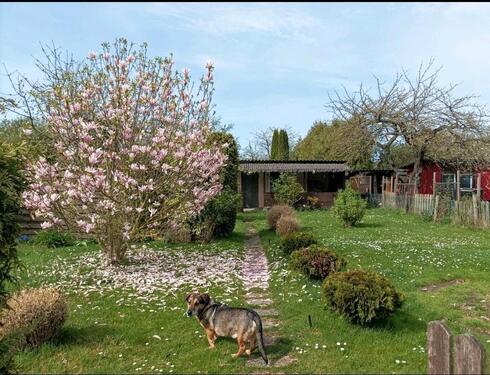 Foto - Schrebergarten abzugeben (Königslutter)