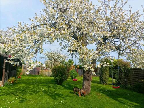 Foto - Grundstück zur Miete in Königslutter am Elm