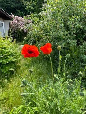 Foto - Kleingarten in Biestow Damerower Weg abzugeben