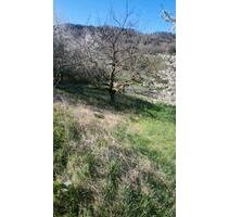 Gartengrundstück zu vermieten - 100,00&nbsp;EUR Kaltmiete, in Neuenstadt am Kocher (PLZ: 74196)