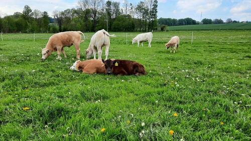 Foto - Grünland Weide zur Pacht - 123,00&nbsp;EUR Kaltmiete, ca.&nbsp; 0,00&nbsp;m&sup2;