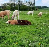 Grünland Weide zur Pacht - 123,00&nbsp;EUR Kaltmiete, ca.&nbsp; 0,00&nbsp;m&sup2; in Melle (PLZ: 49326) Gesmold