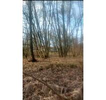 Gartenland, Wald zur Pacht,Miete in Coswig( Anhalt) - Coswig (Anhalt)