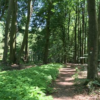 Foto - andere in Osnabrück