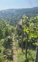 Foto - Traumhaftes Wein-Gartengrundstück mit Weinberghütte Rohracker