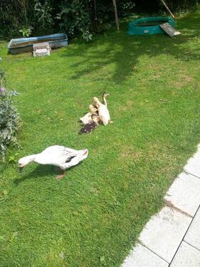 Foto - andere in Burtenbach