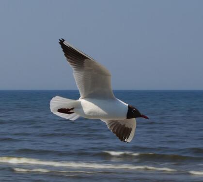 Foto - Ostseeurlaub FeWo Kolberg mit Garten und Parkplatz
