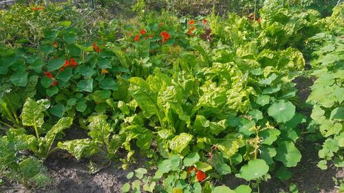 Foto - Grundstück in Stralsund zur Miete