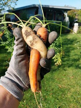 Foto - Grundstück in Sanitz zur Miete