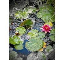 Kleingarten in Kavelsdorf - 1.000,00 EUR Kaltmiete, ca.  0,00 m² in Lambrechtshagen (PLZ: 18069)