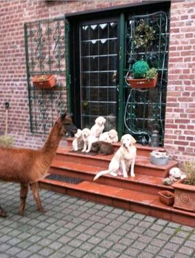 Foto - Einfamilienhaus in Merzenich