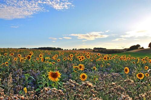 Foto - 60465 - EG Schlacht-, u. Zerlege-Betrieb, Betriebsergebnis ca. 185.000,- € (ergebnisrelevant korrigiert)