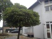 Foto - Mehrfamilienhaus in Bocholt - 310.000,00&nbsp;EUR Kaufpreis, ca.&nbsp; 180,00&nbsp;m&sup2;