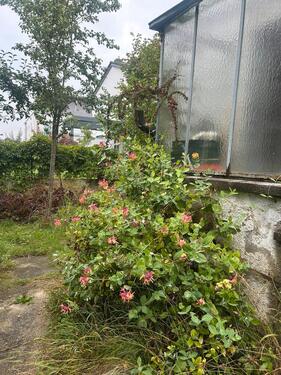 Foto - Einfamilienhaus in Schrobenhausen zum Kaufen