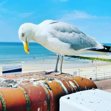 Foto - andere in Sylt