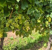 Weinberge .. - 6,00 EUR Kaltmiete, ca.  0,00 m² in Ayl (PLZ: 54441)