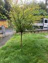 Foto - Einfamilienhaus in Meißen zum Kaufen