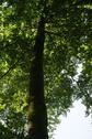 Foto - Familienbaum in Friedwald Pappenheim abzugeben