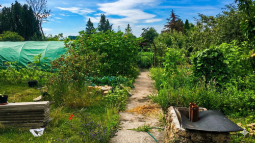 Foto - Kleingarten bei Erfurt (Ringleben) – 400 m² mit Gartenhaus