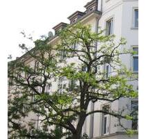Lichtdurchflutete Citywohnung in alter Baumallee 60Tage mietfrei* - Wiesbaden Südost