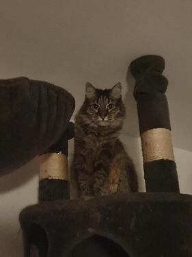 Foto - 1 Zimmer Etagenwohnung zur Miete in Kiel