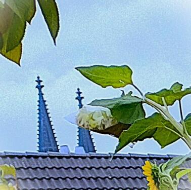 Foto - Aufstockungsfähiges Dachgeschoß (Domblick, Parklage) zu verkaufen