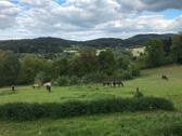 Foto - Pferdeparadies im vorderen bayr. Wald