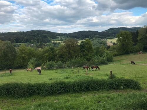 Foto - Pferdeparadies im vorderen bayr. Wald
