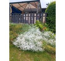 Gartenlaube in Weißbach - 300,00 EUR Kaltmiete, ca.  0,00 m² in Aue-Bad Schlema (PLZ: 08280)