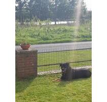 Urlaub am Nrdostseekanal, Urlaub mit Hund - Albersdorf