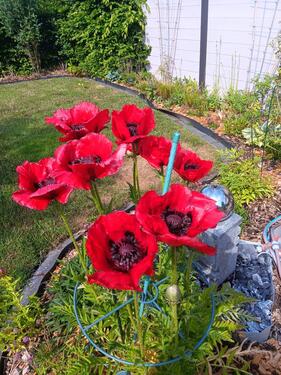 Foto - Einfamilienhaus in Grasberg