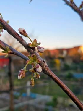Foto - Grundst&uuml;ck in Fürstenwalde (Spree)