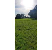 Koppel, Weideland zu verpachten - Quarnbek