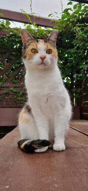 Foto - 6 Zimmer Etagenwohnung in Gefell