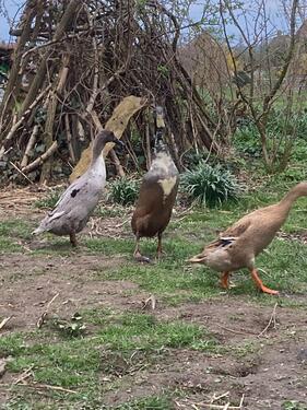Foto - 5⭐Ferienhaus, Buchungslücken Nov. und Dez. 2025 , 2-8 Pers. FeWo