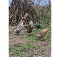 5⭐Ferienhaus, Buchungslücken Nov. und Dez. 2025 , 2-8 Pers. FeWo - Hofgeismar