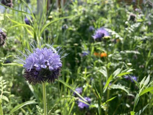Foto - Herbstferien 2026 Ferienhaus FeWo bis 8Pers. SAUNA und KAMIN