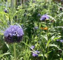 Herbstferien 2026 Ferienhaus FeWo bis 8Pers. SAUNA und KAMIN - Hofgeismar