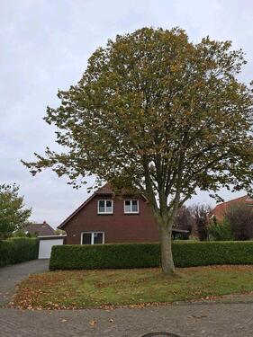Foto - Schönes Einfamilienhaus in Pewsum zu vermieten
