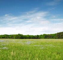 Ackerland Wiese - 5,00 EUR Kaltmiete, ca.  0,00 m² in Bettenfeld (PLZ: 54533)