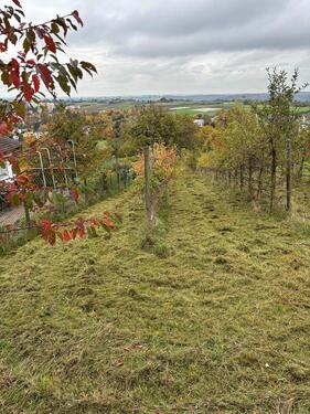 Foto - Baumwiese (Landwirtschaftsfläche)
