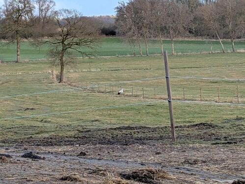 Foto - Hundewiese, Trainingsgelände für alles mög