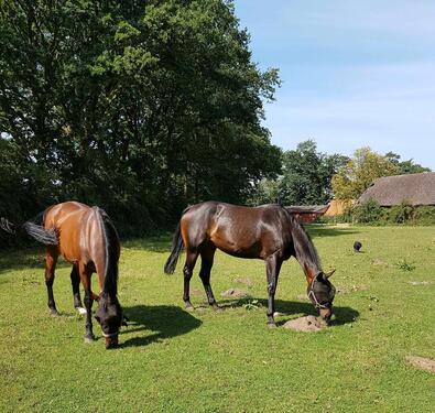 Foto - 3 Zimmer Etagenwohnung in Emstek
