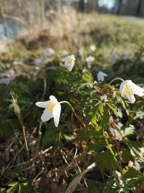 Foto - Haus zum Kaufen Mühldorf a. Inn, od. Umkreis 3 km, v. Privat ges.