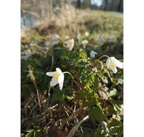 Haus zum Kaufen Mühldorf a. Inn, od. Umkreis 3 km, v. Privat ges. - Mühldorf am Inn