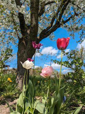 Foto - Kleingarten Nähe Badestelle Lankower SeeOstorfer See