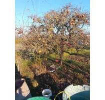 Kleingarten - 150,00&nbsp;EUR Kaltmiete, ca.&nbsp; 0,00&nbsp;m&sup2; in Leipzig (PLZ: 04317) Südost