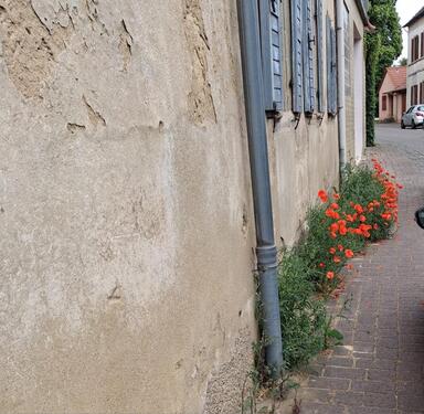 Foto - 4 Zimmer Bauernhaus, Landhaus zum Kaufen in Wallertheim