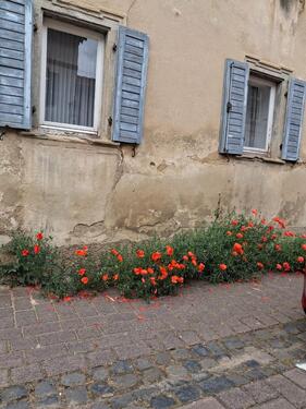 Foto - Bauernhaus, Landhaus in Wallertheim zum Kaufen
