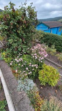 Foto - Grundstück in Freital zur Miete